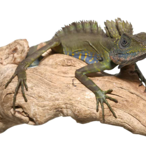 Great Anglehead Lizard