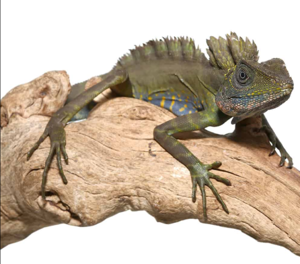 Great Anglehead Lizard