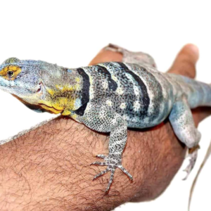 Adult Baja Blue Rock Lizard