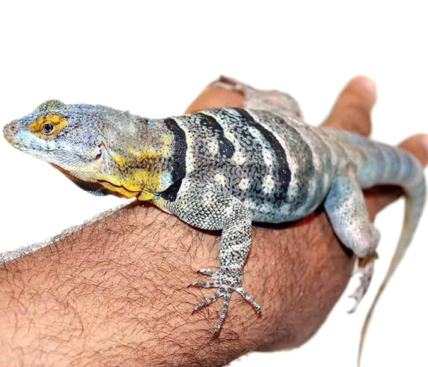 Adult Baja Blue Rock Lizard