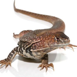 Giant Butterfly Agama for sale