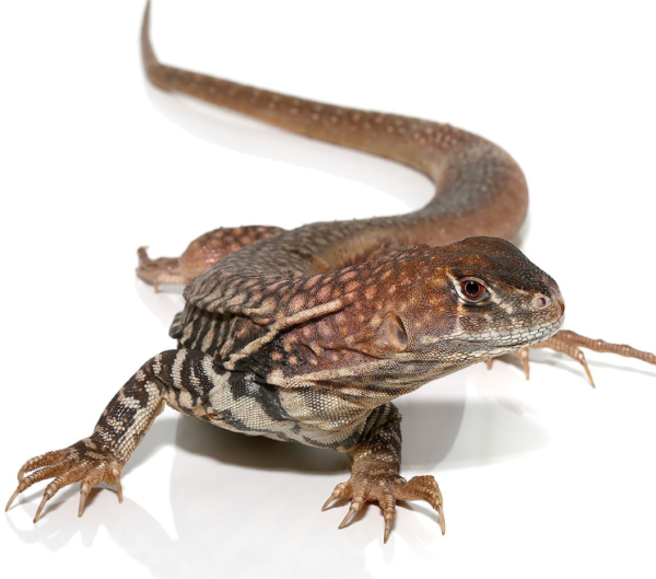 Giant Butterfly Agama for sale