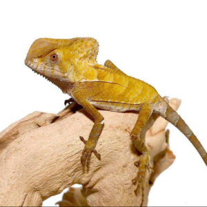 Baby Smooth Helmeted Iguana