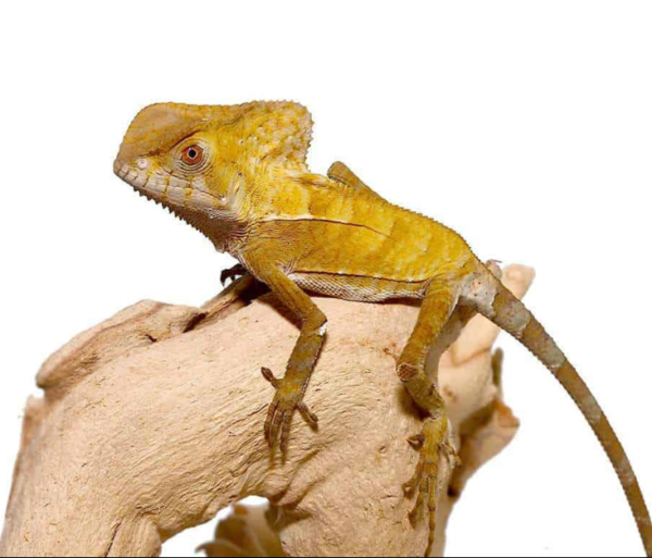 Baby Smooth Helmeted Iguana