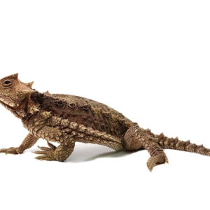 Baby Giant Mexican Horn Lizard