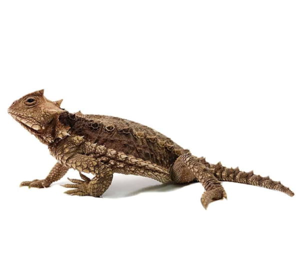 Baby Giant Mexican Horn Lizard