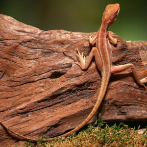 Baby Red Brown Basilisk