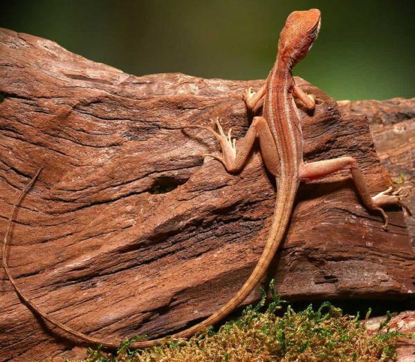 Baby Red Brown Basilisk