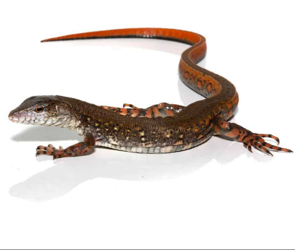 Crocodile Tegu for sale (pair) - Image 3