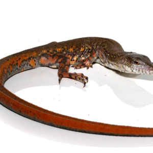 Crocodile Tegu for sale (pair)