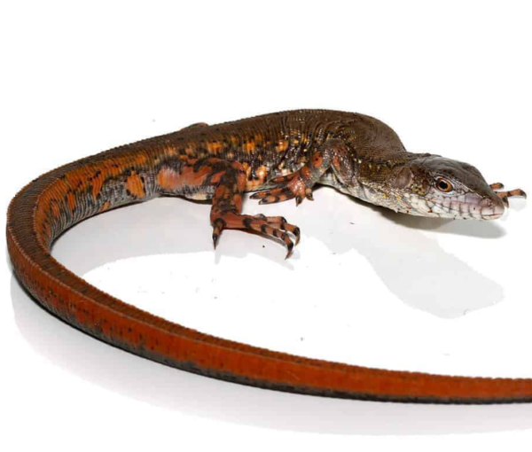 Crocodile Tegu for sale (pair)