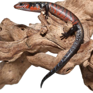 we have Fire Skink for sale
