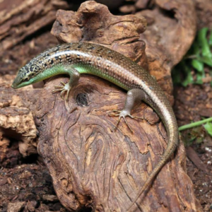 Olive Tree Skink for sale