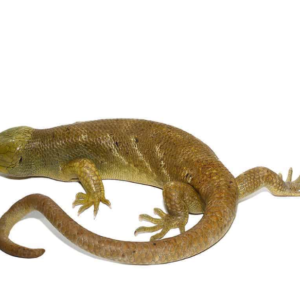 Hypo Monkey Tail Skink