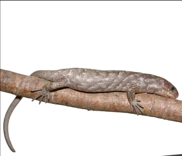 Baby Anery Monkey Tail Skink - Image 4