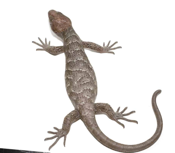 Baby Anery Monkey Tail Skink - Image 3