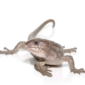 Baby Anery Monkey Tail Skink