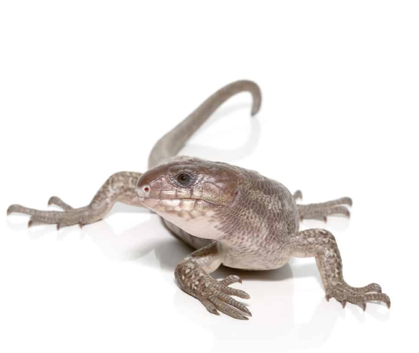 Baby Anery Monkey Tail Skink