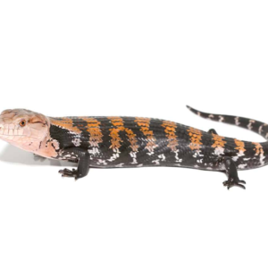 Halmahera Blue Tongue Skink