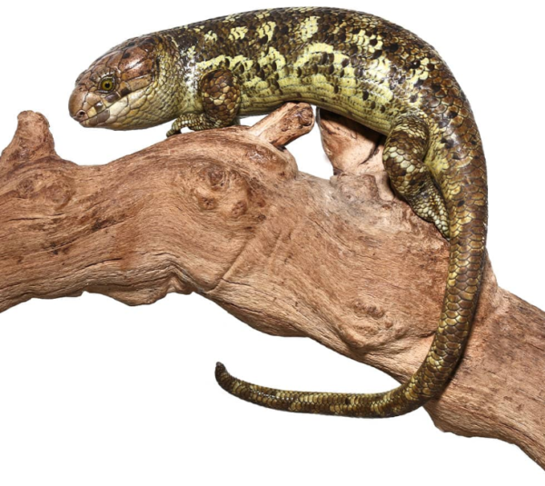 Baby Male Calico Monkey Tail Skink