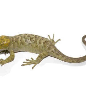 Keylime Monkey Tail Skink