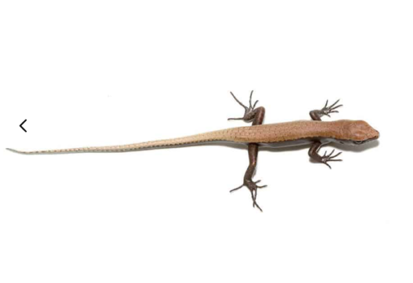Baby Reef Skink for sale