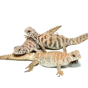 Baby Ornate Uromastyx Trio