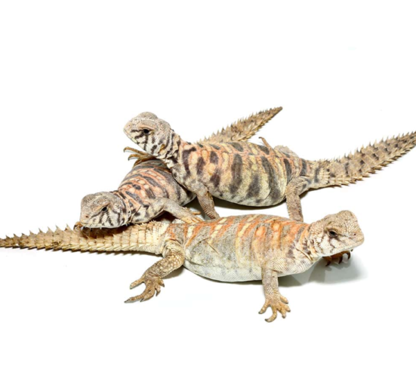 Baby Ornate Uromastyx Trio