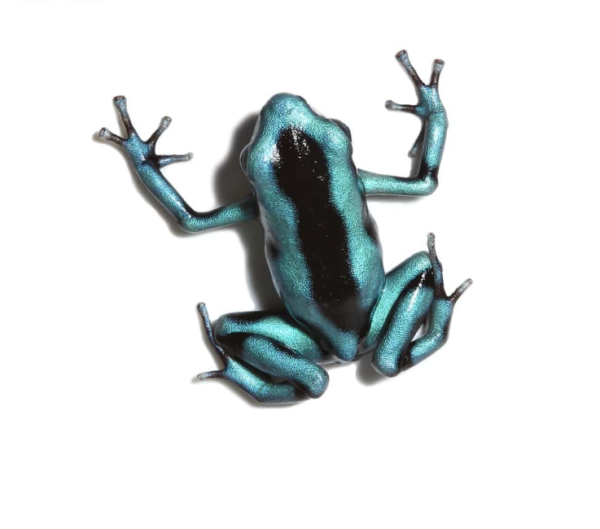 Turquoise And Black Auratus Dart Frog