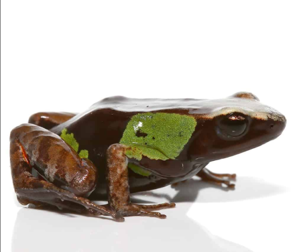 Beautiful Mantella for sale