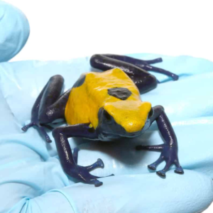 Adult Citronella Tinctorius Dart Frog