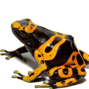 Adult Bumblebee Dart Frog