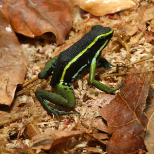 Green Trivittatus Dart Frog