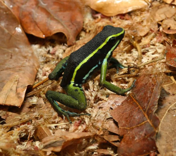 Green Trivittatus Dart Frog