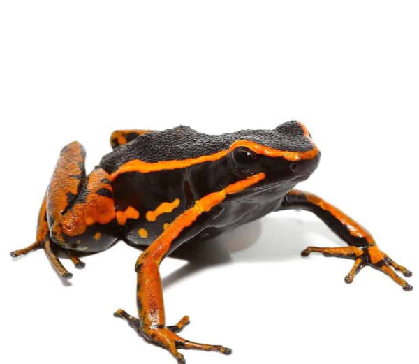 Orange Trivittatus Dart Frog