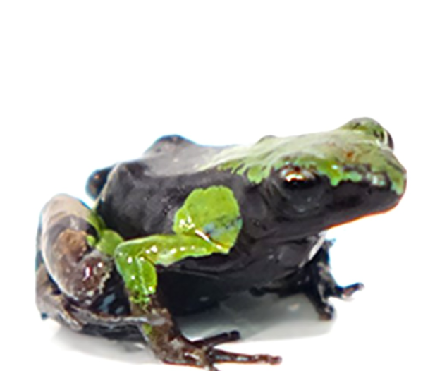 Guibé’s mantella for sale