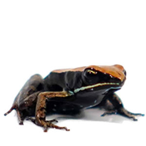Baby Golden Mantella for sale