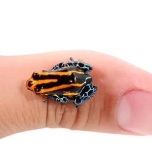 Amazonian Red Striped Dart Frog