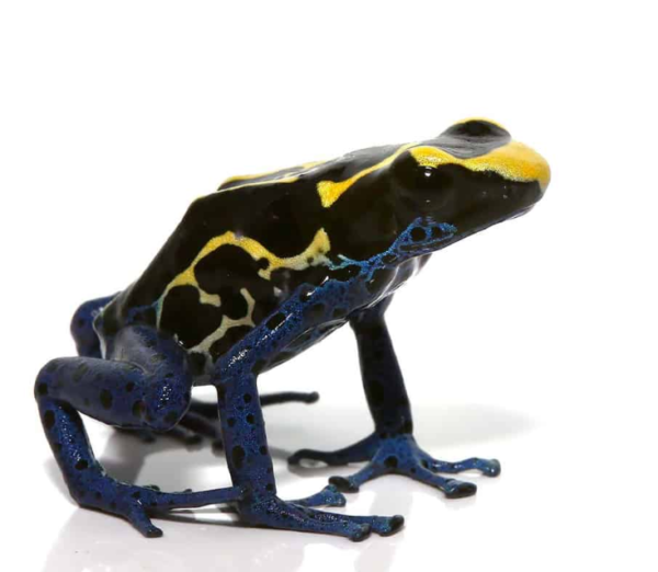 Bakhuis Dart Frog for sale
