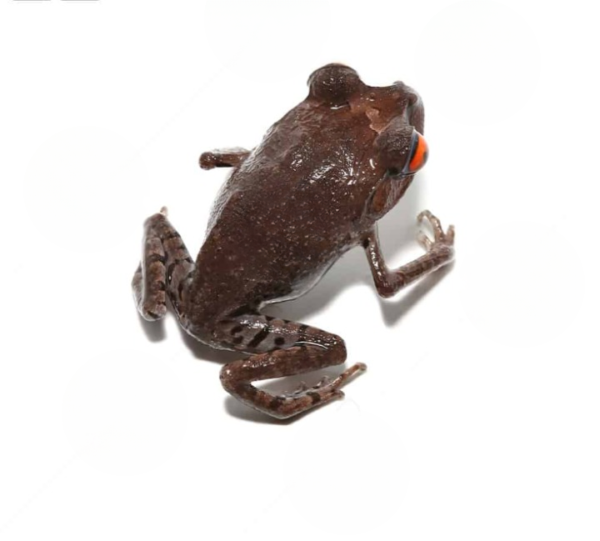Spotted Litter Frog for sale