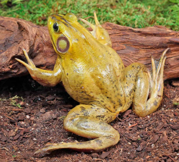 American Bullfrog for sale