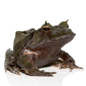 Blue Moss Eyelash Frog