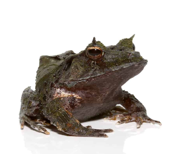 Blue Moss Eyelash Frog