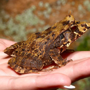 Dead Leaf Solomon Island Eyelash Frog