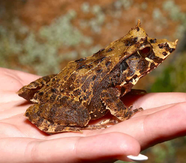 Dead Leaf Solomon Island Eyelash Frog