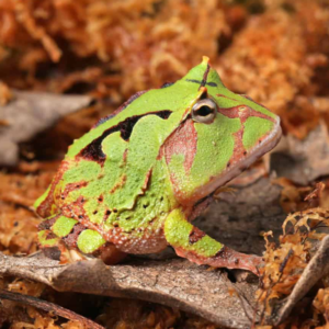 Green Suriname Horned Frog