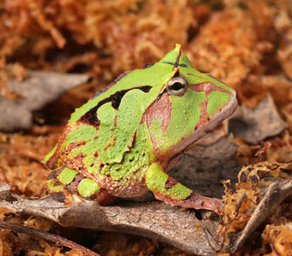 Green Suriname Horned Frog