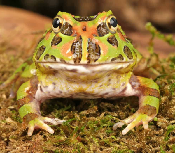 Camo Pacman Frog for sale