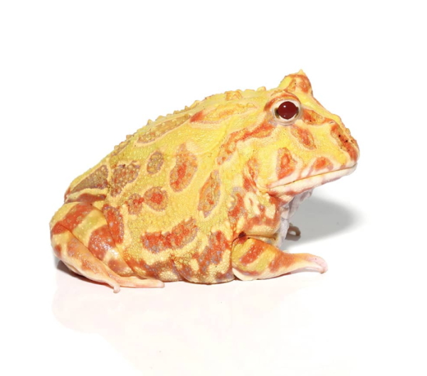 Adult Albino Pacman Frog