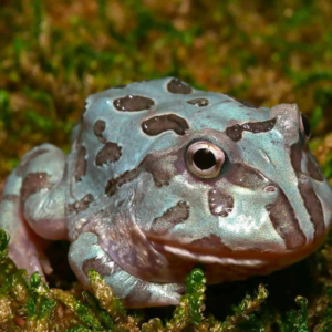 Mutant Blue Metal Pacman Frog